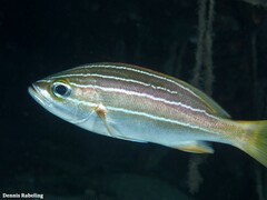 Parapristipoma octolineatum