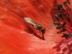 Platycheirus albimanus