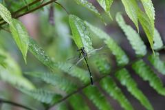 Euthygomphus koxingai