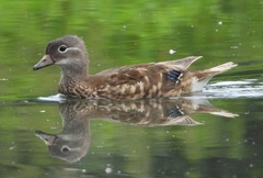 Aix galericulata