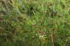 Zieria laxiflora