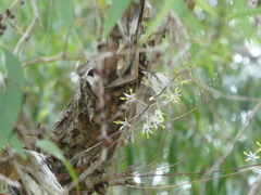 Dendrobium canaliculatum