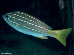 Parapristipoma octolineatum