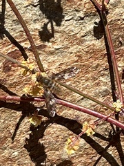 Poecilanthrax arethusa