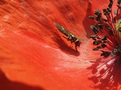 Platycheirus albimanus