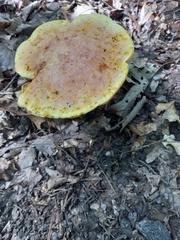 Buglossoporus quercinus