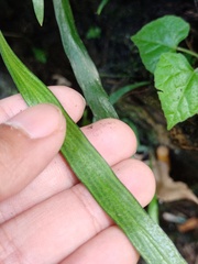 Haplopteris ensiformis