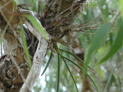 Dendrobium canaliculatum