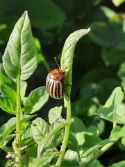 Leptinotarsa decemlineata