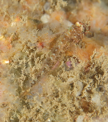 Enneapterygius atrogulare
