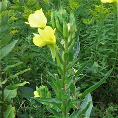 Oenothera parviflora