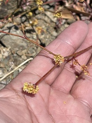 Eriogonum gracile