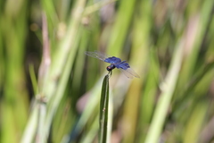 Rhyothemis triangularis