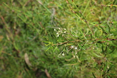 Zieria laxiflora