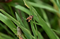 Corizus hyoscyami