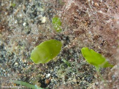 Caulerpa prolifera