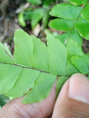 Adiantum latifolium