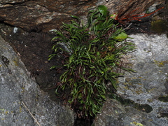 Asplenium septentrionale