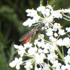 Sphegina
