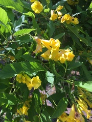 Tecoma stans