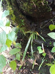 Haplopteris ensiformis