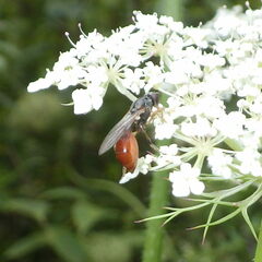 Sphegina