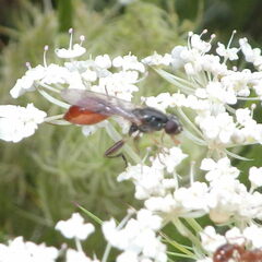 Sphegina