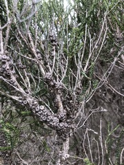 Melaleuca brevifolia