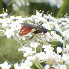 Sphegina