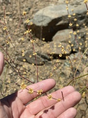 Eriogonum gracile
