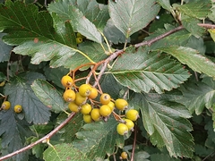 Scandosorbus intermedia