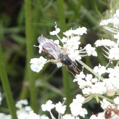 Sphegina