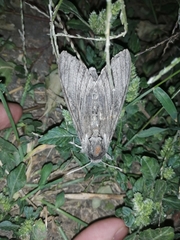 Agrius convolvuli
