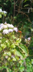 Agriocnemis pieris