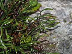 Asplenium septentrionale