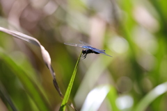Rhyothemis triangularis