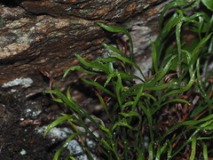 Asplenium septentrionale