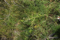 Zieria laxiflora