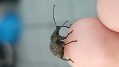 Otiorhynchus