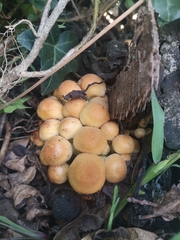 Hypholoma fasciculare