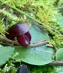 Corybas incurvus