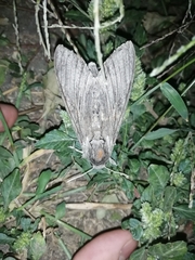 Agrius convolvuli