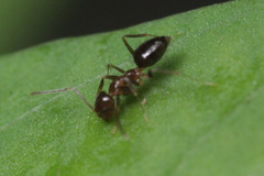 Nylanderia