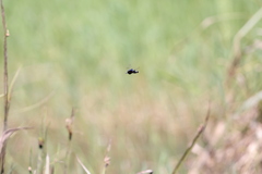 Rhyothemis triangularis