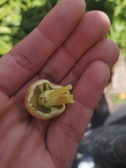 Hypholoma fasciculare