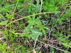 Potentilla argentea