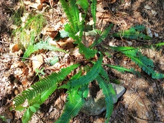 Struthiopteris spicant