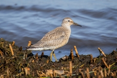 Calidris canutus