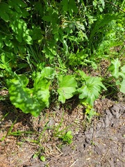 Petasites spurius