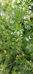 Galium rivale